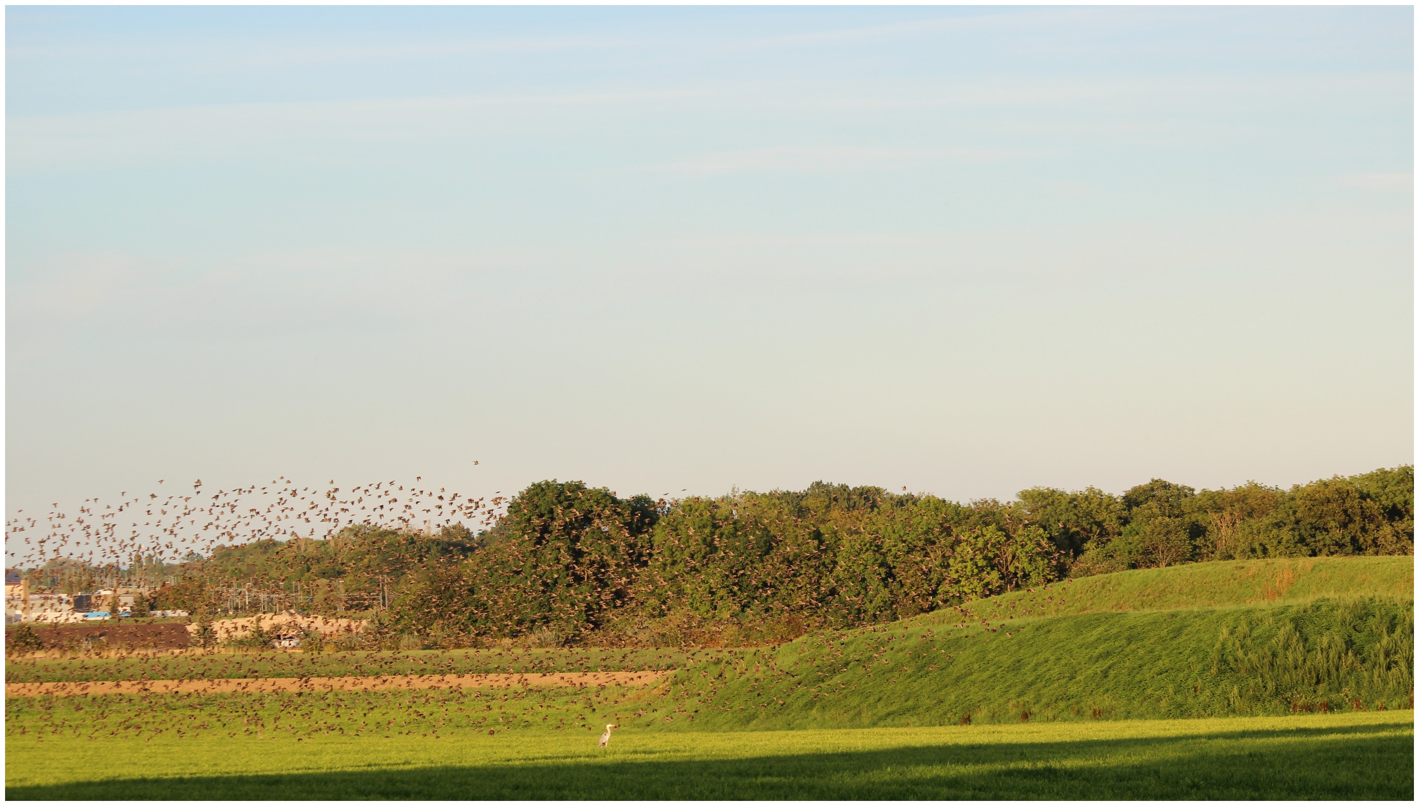 Essaim d'oiseau étourneaux